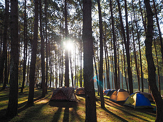 Many tents are spread out in a pine forest. Which <i>is</i> in the Pang Ung reservoir area