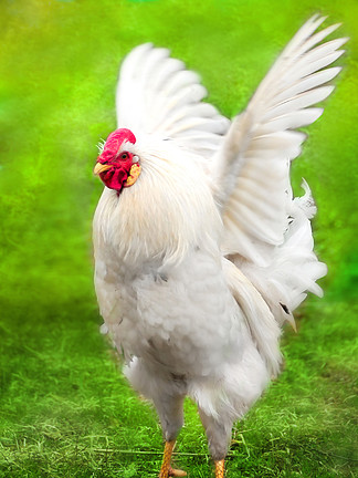 462白公鸡它会扇动翅膀白公鸡它会扇动翅膀46455公鸡的图标集等距集的