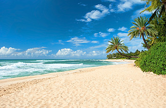 非接<i>触</i>式的沙滩与棕榈树和表现力的蔚蓝海洋