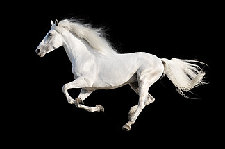 孤立在黑色的白<i>马</i>奔跑驰骋