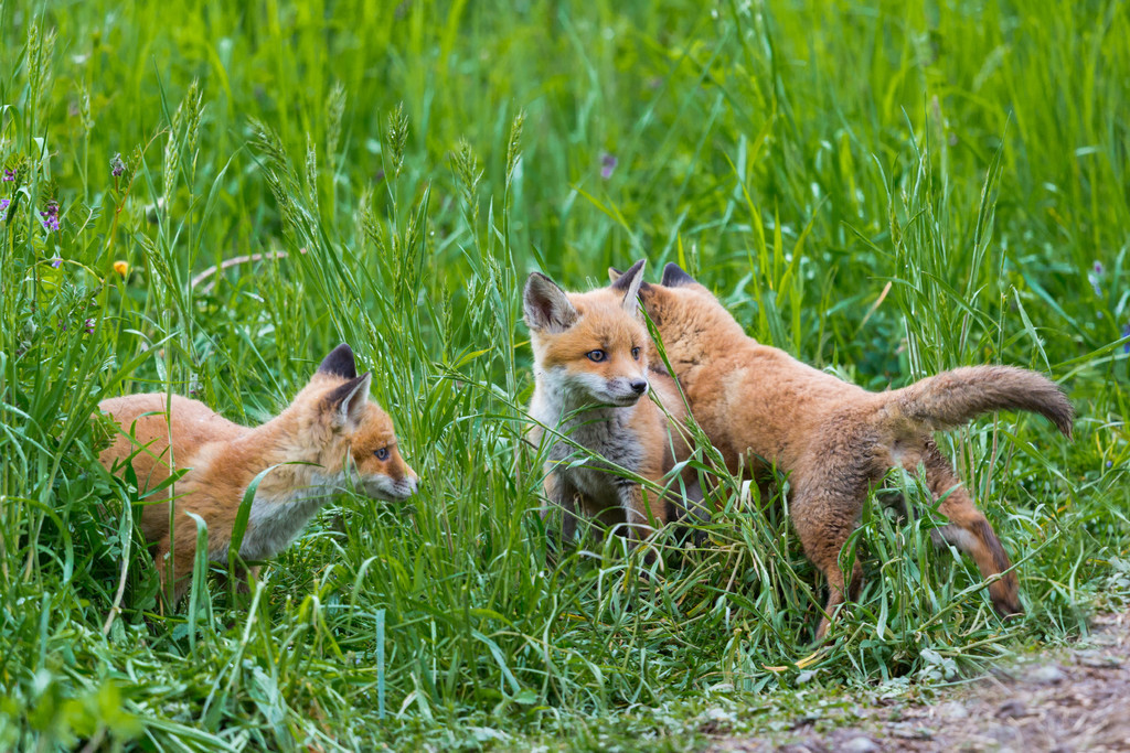 临颍三只狐狸葡萄园图片