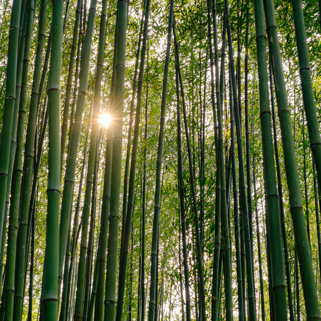 竹子风景图片 日出图片