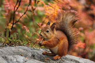 可爱的红松鼠在秋天