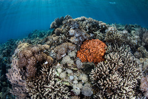 充满活力的珊瑚生长在印度尼西亚的科莫多国家公园