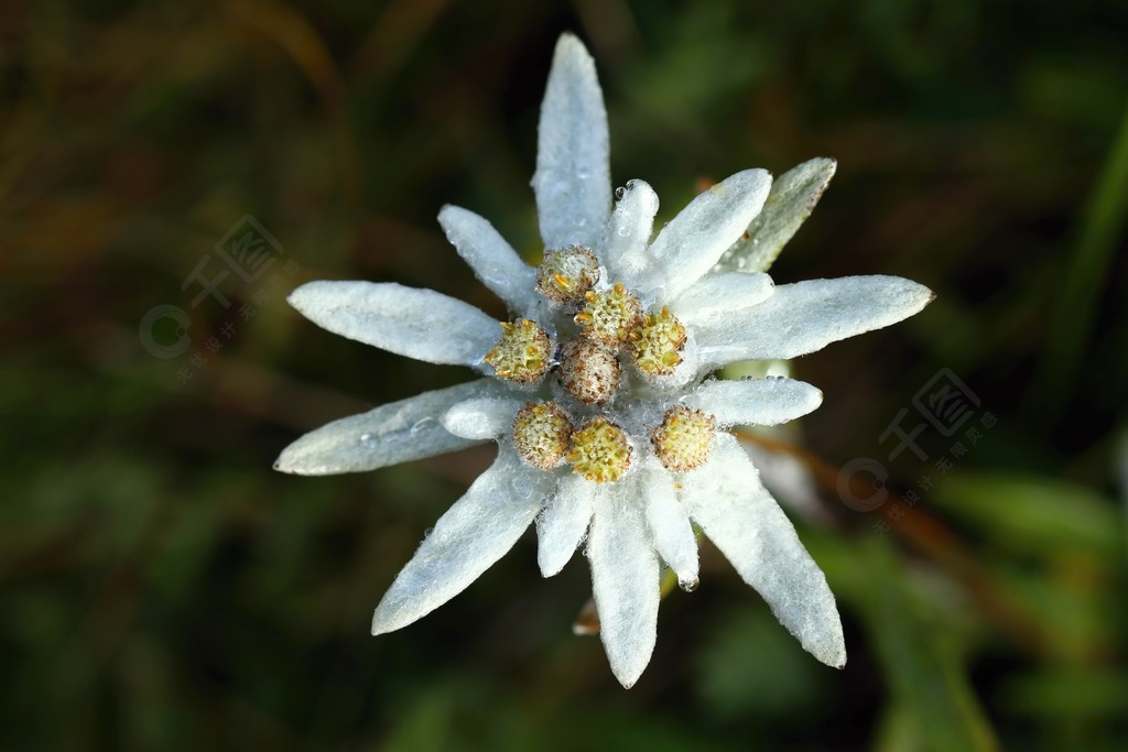 雪绒花