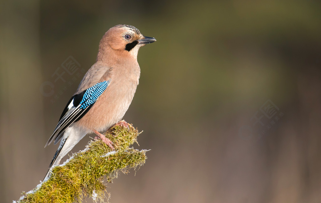 jay 鳥落在樹枝上