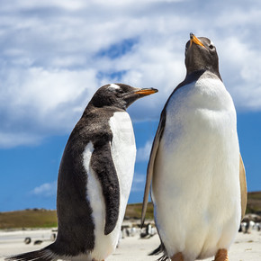 在福克兰群岛的两家企鹅。.