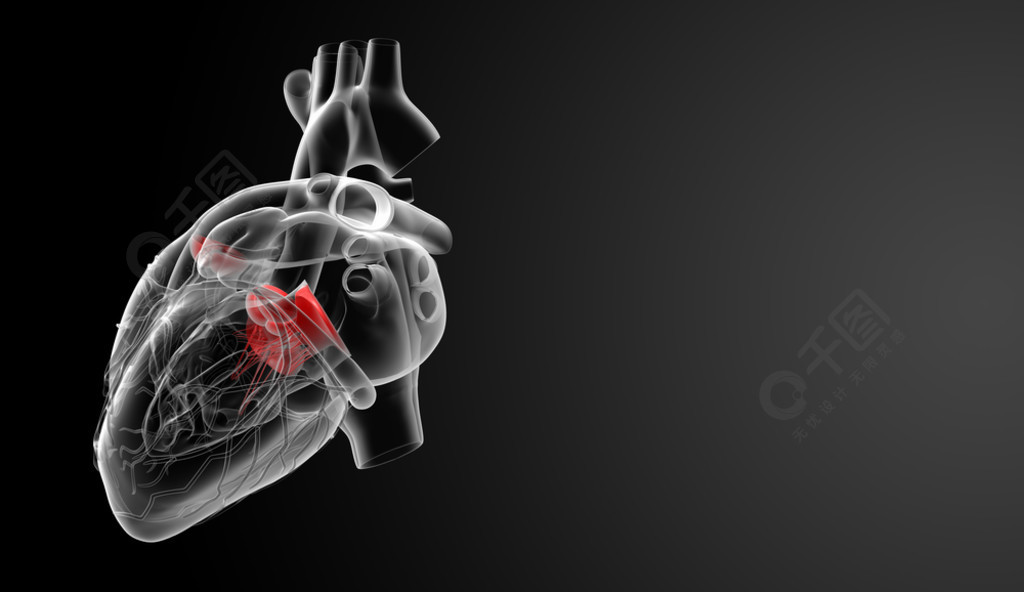 3d渲染心脏瓣膜后视图