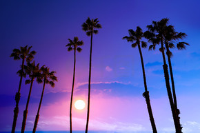 加州高棕榈树落日的天空 silohuette 背景美国