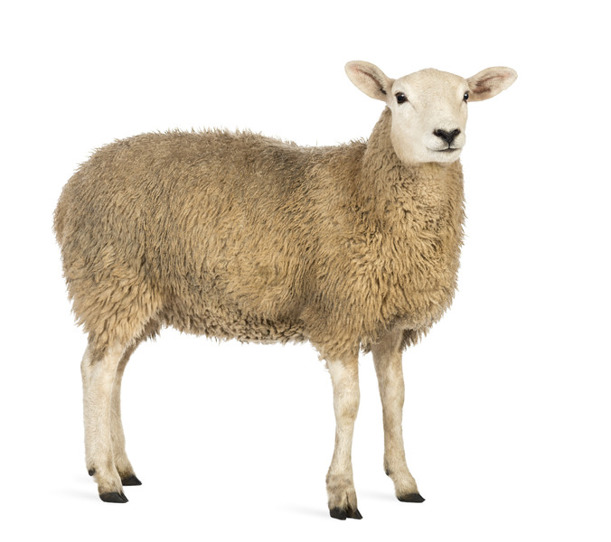 东张西望白色背景下的一只羊的侧视图
