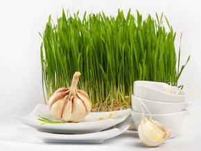 健康食品-大蒜和发芽的小麦种子