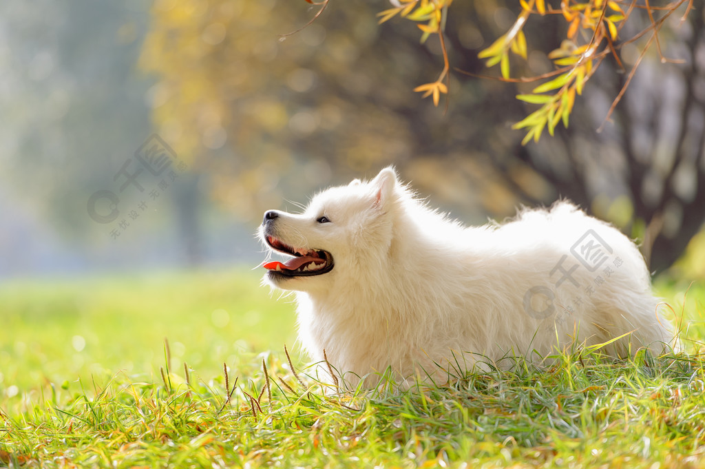 微笑犬(微笑犬图片)-第2张图片-鲸幼网