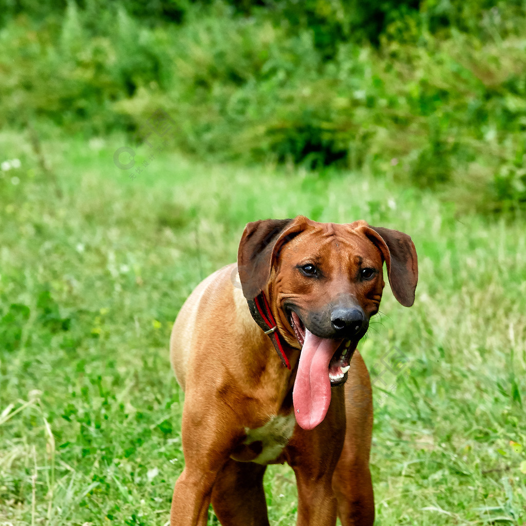 纯种的非洲罗得西亚脊背犬是一种引人注目的运动犬