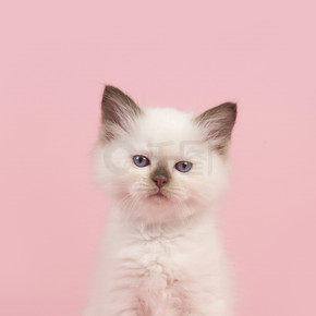 可爱的 6 周龄破布娃娃宝贝猫和蓝色的眼睛看着坐在粉红色的背景上的相机