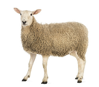 一只羊，<i><i>看</i></i><i><i>看</i></i>相机白色背景的侧视图