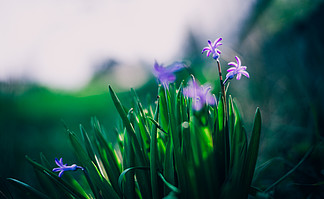 宏观图像的春天风<i>信</i>子的紫罗兰色花，抽象软花香和黑暗景背景.
