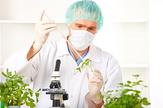 研究员撑在实验室里的转基因植物