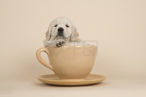可爱的金毛猎犬小狗躺在一个杯子和茶托上的一个沙色的背景看着相机