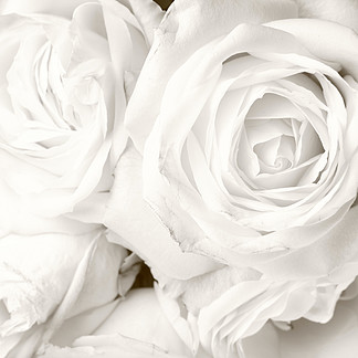 白玫瑰图片下载
