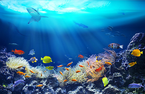 珊瑚礁里的生物 海底世界 五彩斑斓的热带鱼 生态系统