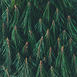 松树枝的创作模式, 最小的冬季自然概念
