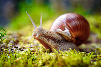 螺旋体形也罗马蜗牛、 <i>勃</i>艮第蜗牛、 食用蜗牛或蜗牛，是一种大型的、 可食用的、 呼吸空气土地螺，陆生的慢性腹足纲软体动物中家庭 Helicidae.