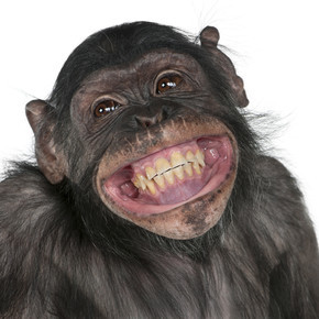 黑猩猩和倭黑猩猩之间的混合养殖猴子