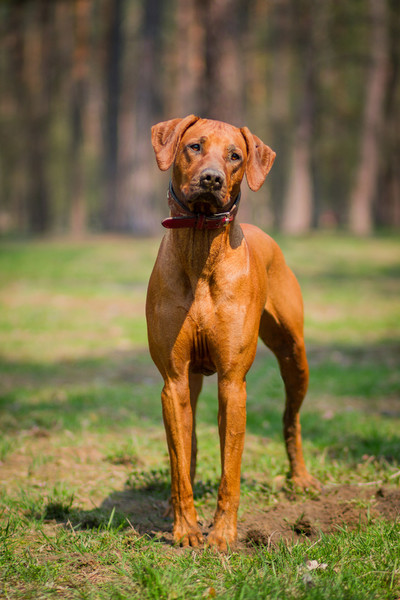 罗得西亚脊背犬高清摄影图片下载-罗得西亚脊背犬正版摄影图-千图高清