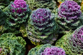 紫色和绿色卷心菜装饰花 (甘蓝) 在模糊的背景。植物园的观赏植物。花园装饰用的卷心菜花。景观设计.