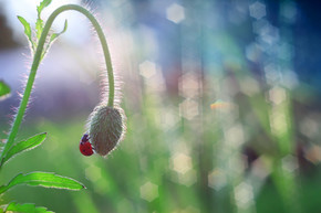 一只小红瓢虫围着罂粟籽走。.