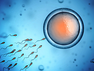 精子和<i>卵</i>子细胞