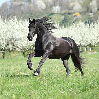 ڿľĻ friesian ĸ