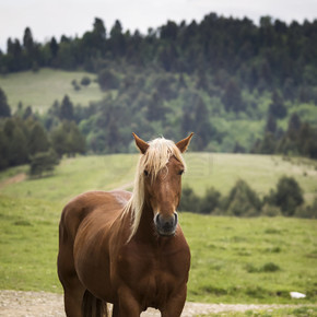带着金发碧眼的马像，背景美丽的乡村边