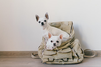 两个吉娃娃小狗坐在口袋里的时髦帆布背包，<i>滑</i>稽的脸和寻找不同的方法。狗的旅行。舒适放松。度假的宠物。在家里躺在一起的动物家庭.