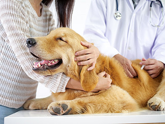 金猎犬会议<i>医</i>生在宠物<i>医</i>院检查身体和获得一些疫苗.