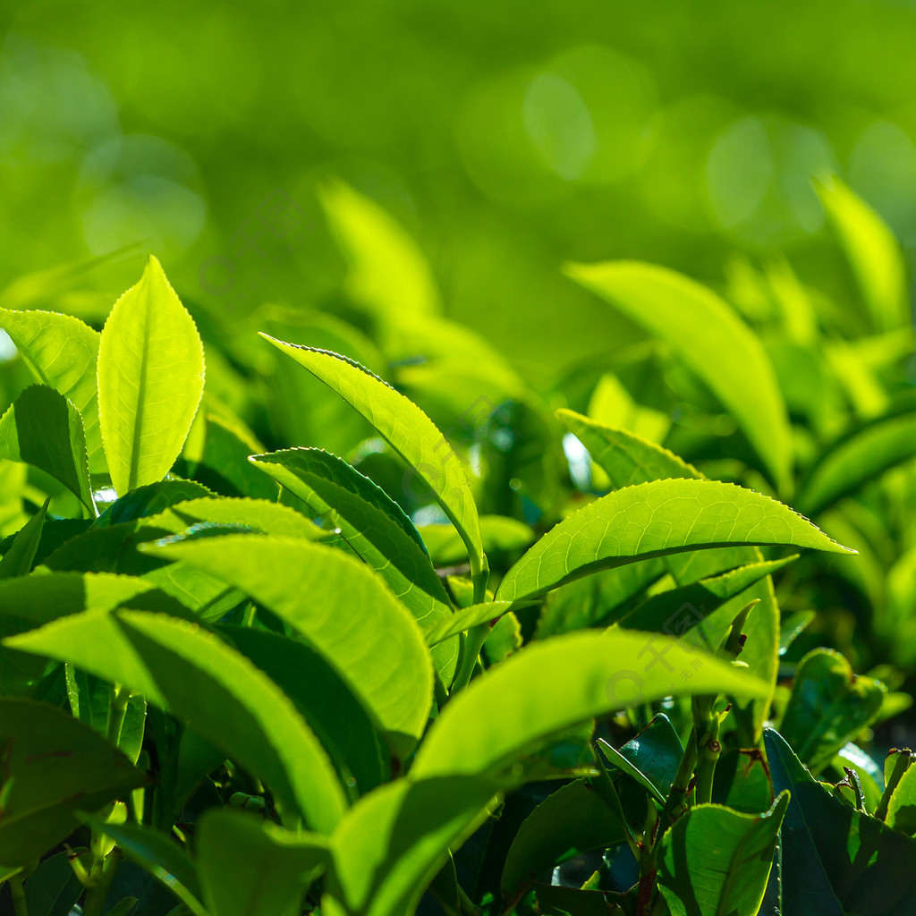 點擊瞭解詳細 >>綠茶葉1年前當前位置:首頁>高清圖庫>動物植物>花草