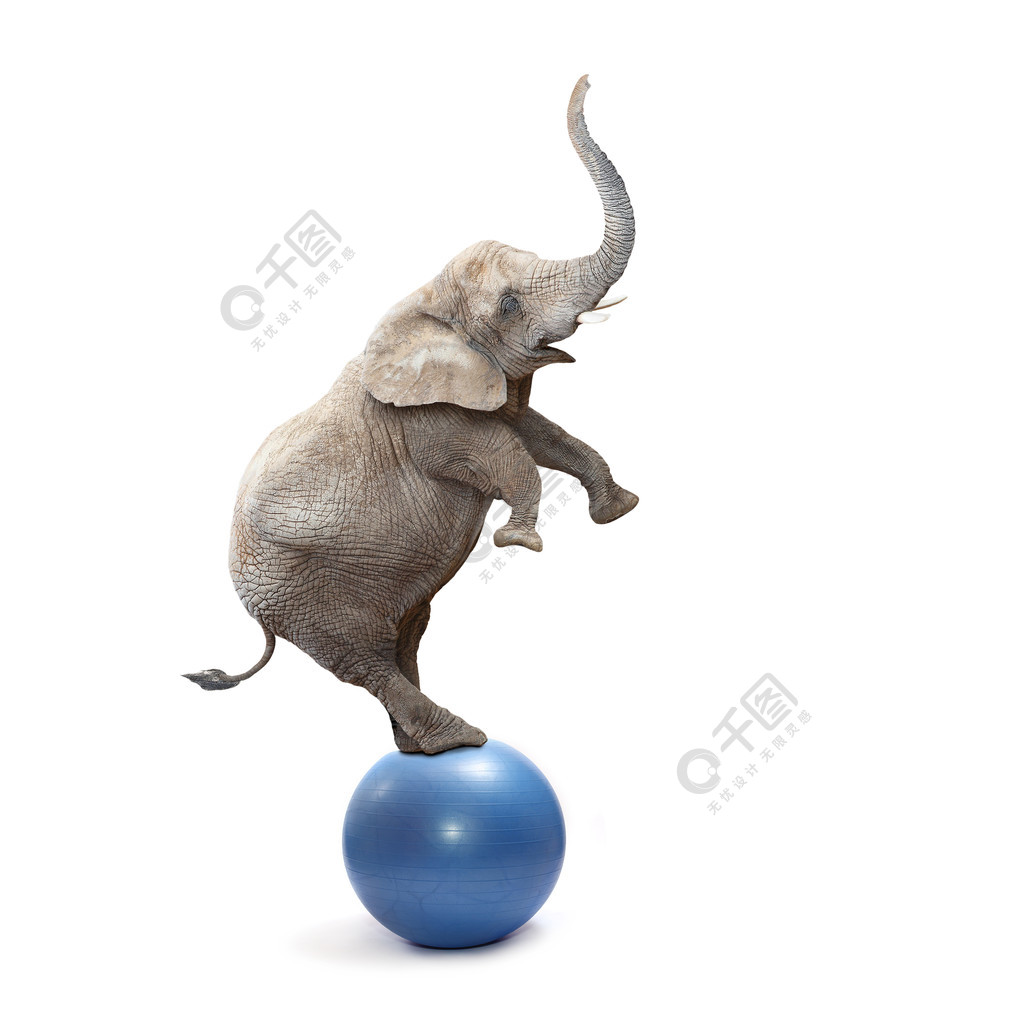 非洲大象在一个蓝色的球上保持平衡.
