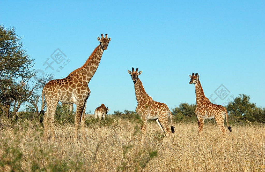 长颈鹿的生活环境图片