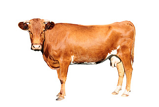 棕色母牛