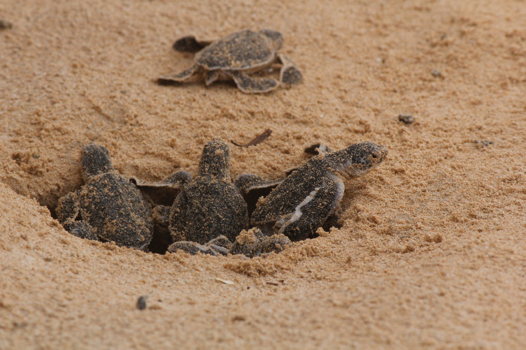 幼小的海龟孵化1天大的海龟在hikkaduwa的海龟养殖场,斯里兰卡旅游