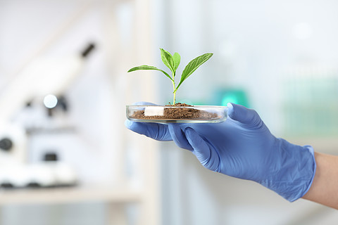 科学家拿着培养皿与绿色植物在实验室,特写文本空间