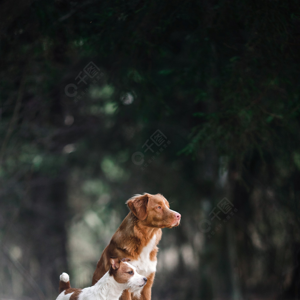 狗杰克罗素梗和狗新斯科舍省鸭子收费猎犬走在森林