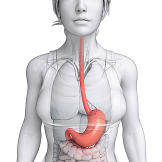 胃的准确位置图女人图片