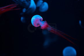 Selective focus of jellyfishes with pink and blue neon lights on dark background