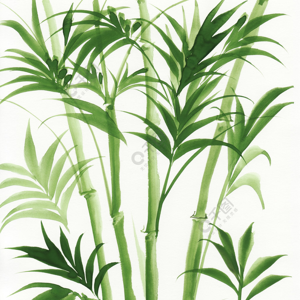 水彩绘画的棕榈竹