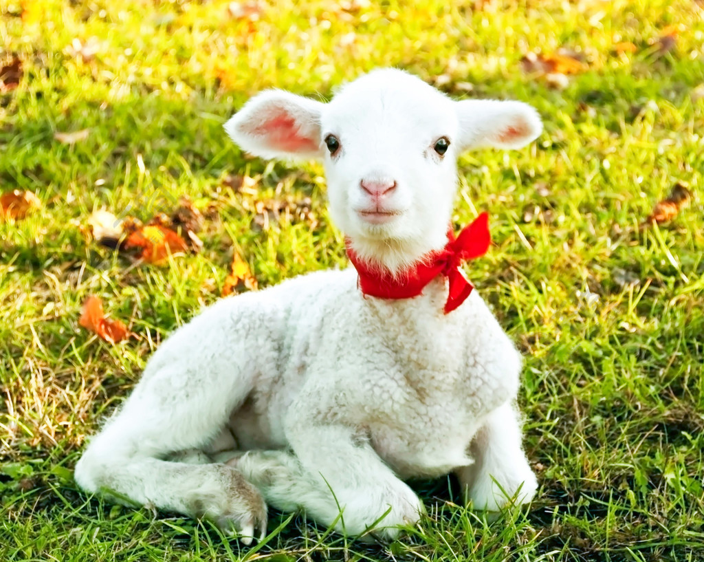 可爱的小羊动物植物免费下载