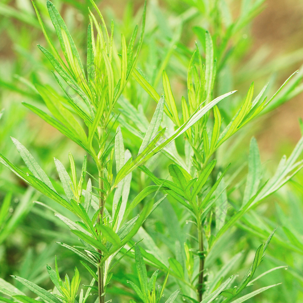 艾蒿植物