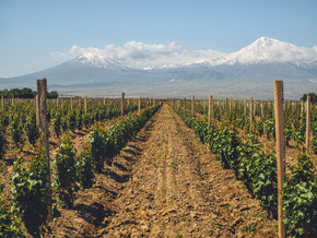 排灌木在农业领域与山在背景上, 亚美尼亚