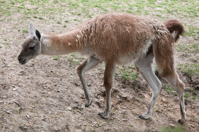 南美野生羊驼 (lama guanicoe)
