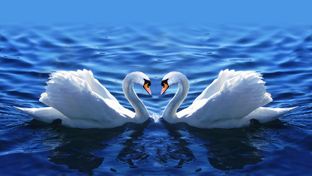 两只天鹅在湖中的爱